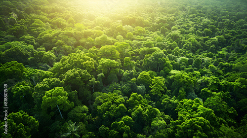 Stunning Aerial View Abundance Of Mangrove Forest In A Lush Rainforest Ecosystem Background