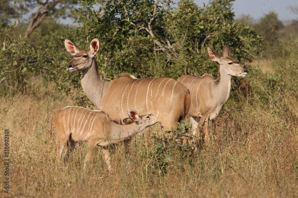 Großer Kudu / Greater kudu / Tragelaphus strepsiceros. Großer Kudu / Greater kudu / Tragelaphus strepsiceros.