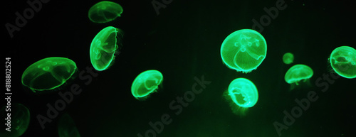 panoramic photo of a group of green jellyfish floating in the dark