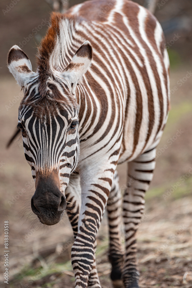 Naklejka premium Zebra strolling on a dirt field.