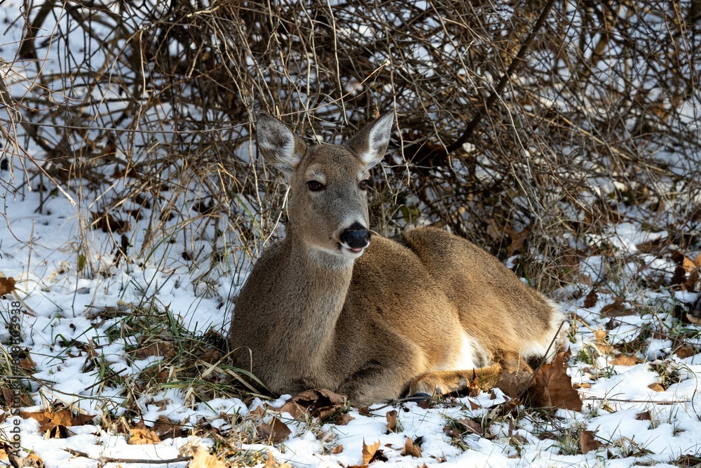Deer resting in the snow beside trees Deer resting in the snow beside trees