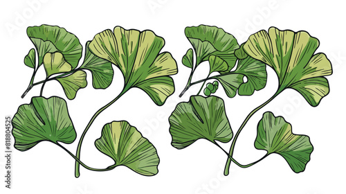 Four ginkgo biloba isolated leaves on a branch berry