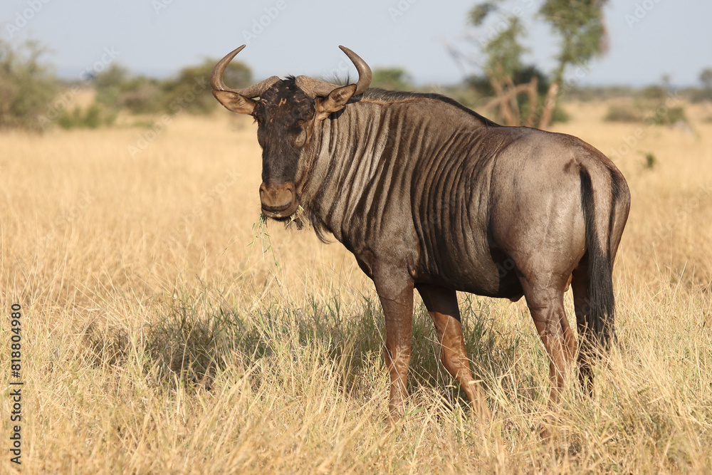 Streifengnu / Blue wildebeest / Connochaetes taurinus Streifengnu / Blue wildebeest / Connochaetes taurinus