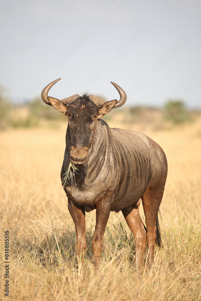Streifengnu / Blue wildebeest / Connochaetes taurinus Streifengnu / Blue wildebeest / Connochaetes taurinus