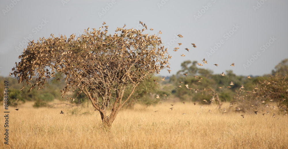 Obraz premium Blutschnabelweber / Red-billed quelea or Red-billed weaver / Quelea quelea..
