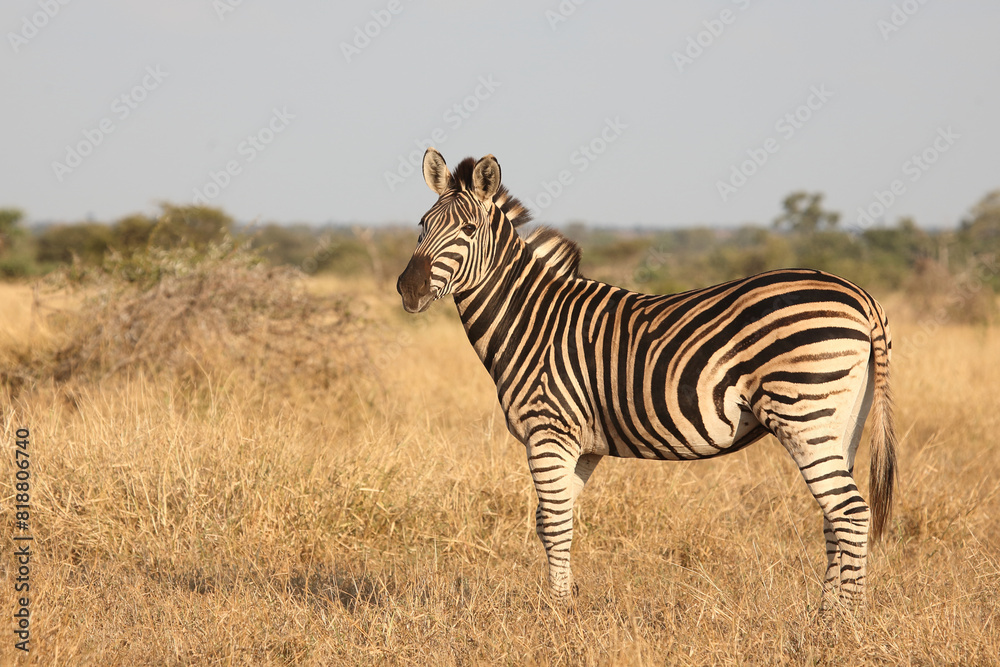 Naklejka premium Steppenzebra / Burchell's zebra / Equus quagga burchellii
