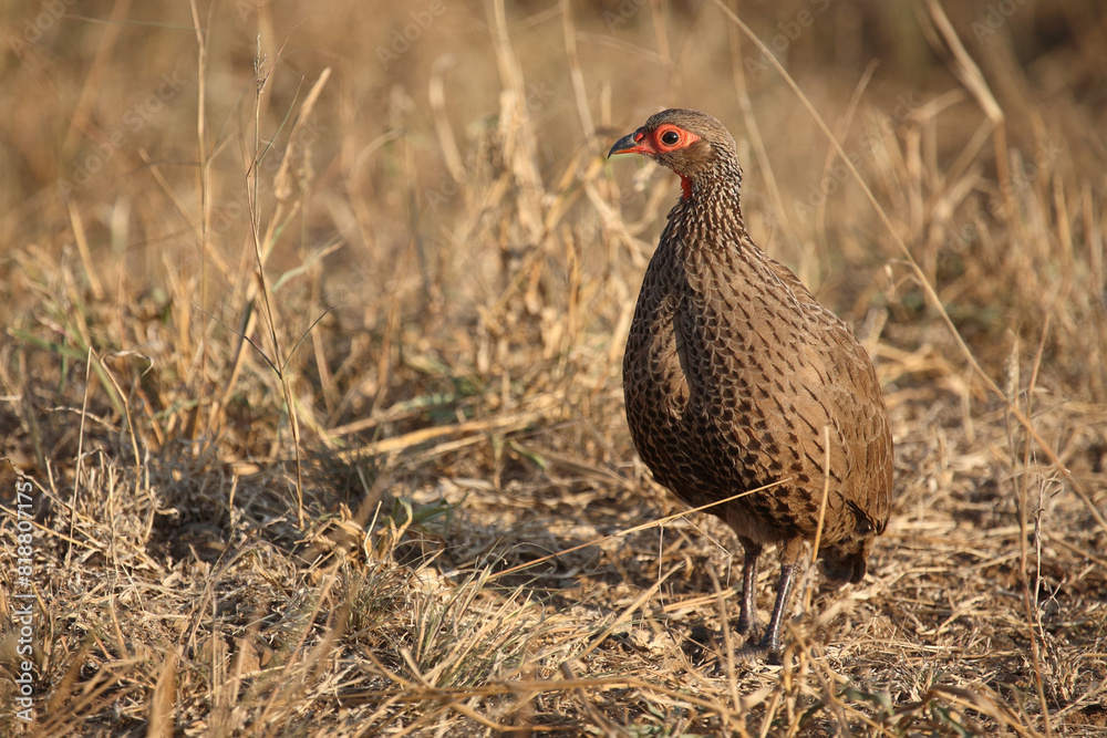 Fototapeta premium Swainsonfrankolin / Swainson's francolin or Swainson's spurfowl / Francolinus swainsonii.