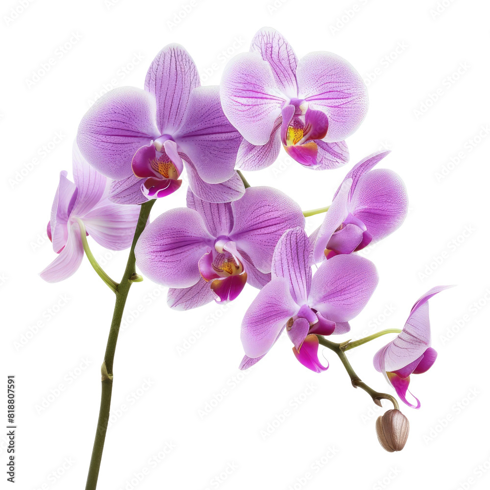 Orchid flower isolated on white or transparent background, PNG
