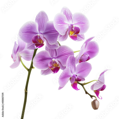Orchid flower isolated on white or transparent background  PNG