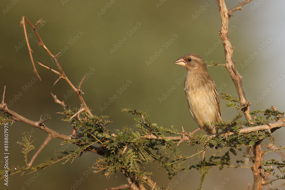 Fototapeta premium Blutschnabelweber / Red-billed quelea or Red-billed weaver / Quelea quelea