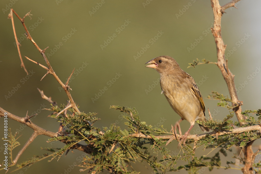 Dorfweber oder Textorweber / Village Weaver or Spotted-backed Weaver / Ploceus cucullatus Dorfweber oder Textorweber / Village Weaver or Spotted-backed Weaver / Ploceus cucullatus