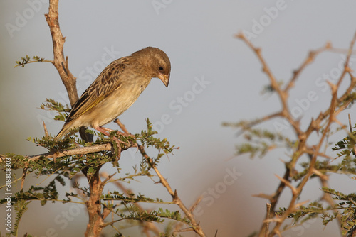 Blutschnabelweber / Red-billed quelea or Red-billed weaver / Quelea quelea