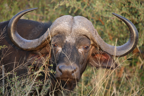 Kaffernbüffel / African buffalo / Syncerus caffer © Ludwig