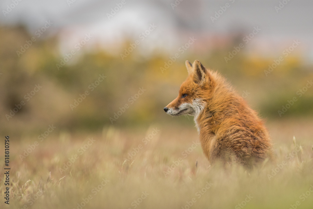 Fototapeta premium Red Fox Sitting in A Nature Background