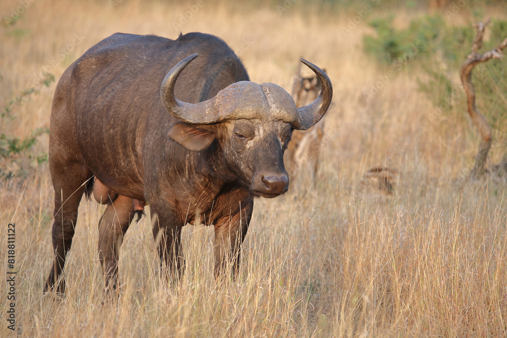 Kaffernbüffel / African buffalo / Syncerus caffer Kaffernbüffel / African buffalo / Syncerus caffer