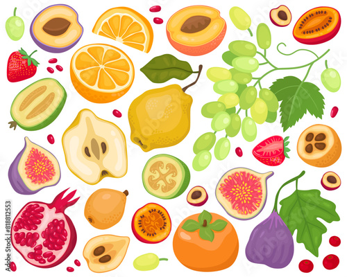 Various fruits on a white background. Cartoon illustration. Pomegranate  figs  grapes  orange  feijoa  strawberry  peach  loquat  tamarillo  quince  persimmon. Fruits and slices  summer illustration.