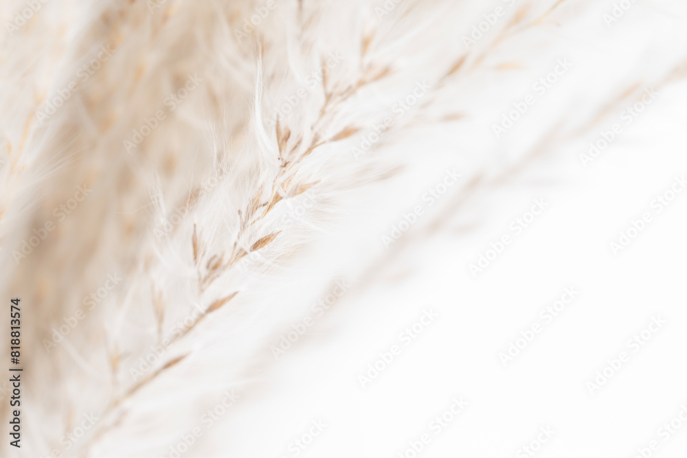 Beautiful dried beige fluffy flowers with light background and place for text macro Beautiful dried beige fluffy flowers with light background and place for text macro