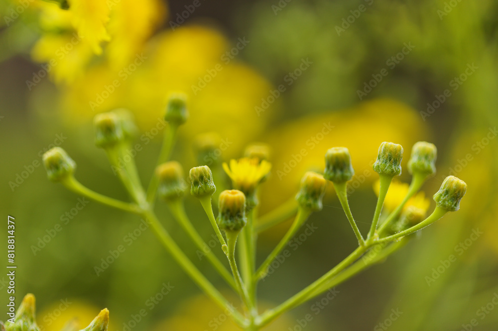 Flora of Gran Canaria - yellow flowers of Sonchus canariensis, endemic to Gran Canaria and Tenerife, natural macro floral background
Flora of Gran Canaria - yellow flowers of Sonchus canariensis, endemic to Gran Canaria and Tenerife, natural macro floral background