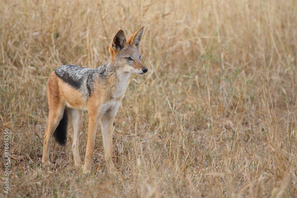 Schabrackenschakal / Black-backed jackal / Canis mesomelas Schabrackenschakal / Black-backed jackal / Canis mesomelas