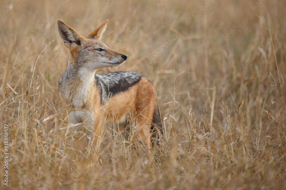 Schabrackenschakal / Black-backed jackal / Canis mesomelas Schabrackenschakal / Black-backed jackal / Canis mesomelas