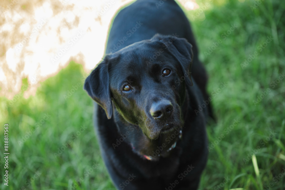 sleek black labrador standing on grass looking up with copy space sleek black labrador standing on grass looking up with copy space