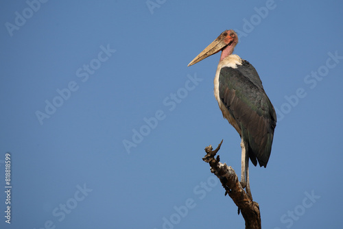 Marabu / Marabou stork / Leptoptilos crumeniferus photo