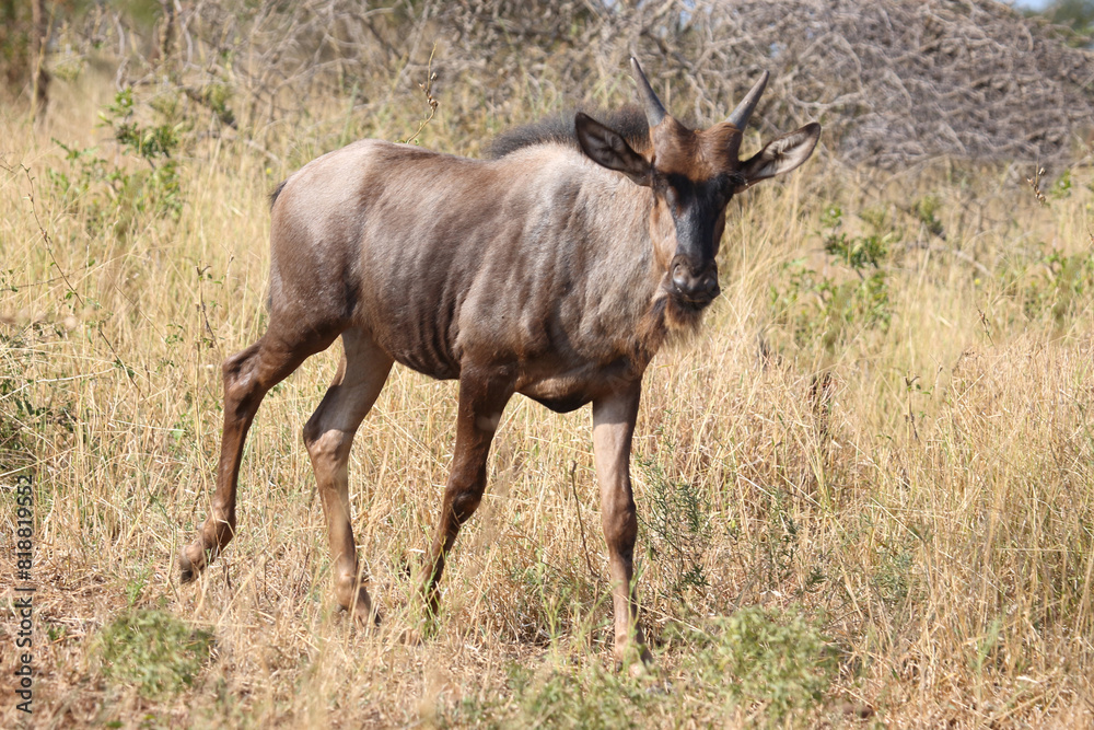Streifengnu / Blue wildebeest / Connochaetes taurinus. Streifengnu / Blue wildebeest / Connochaetes taurinus.