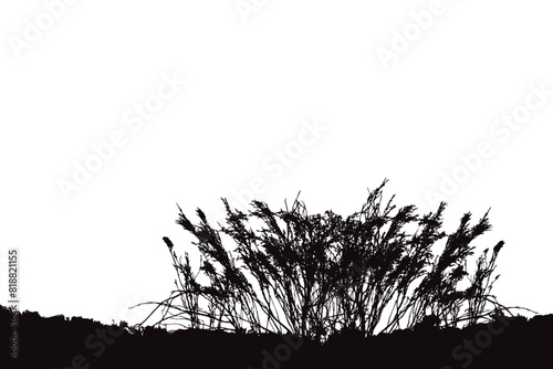 Vector silhouette of bush on white background. Symbol of nature.