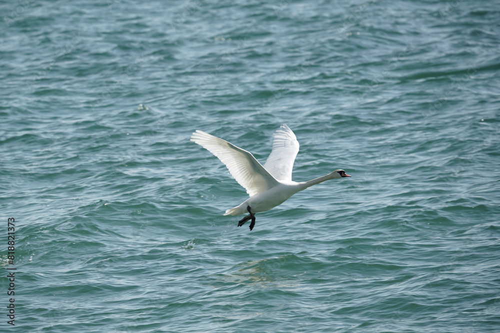 Swans fly over blue water. Birds and wildlife. Swans fly over blue water. Birds and wildlife.