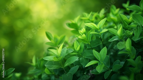 Leaves, soft and calm green, photography style
