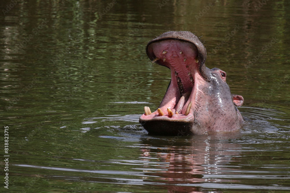 Fototapeta premium Flußpferd / Hippopotamus / Hippopotamus amphibius..