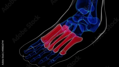Metatarsal foot bones anatomy for medical Concept 3D rendering