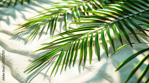 Lush Tropical Greenery, Close-up of Palm Leaves Illuminated by Sunlight, Exemplifying Natural Beauty