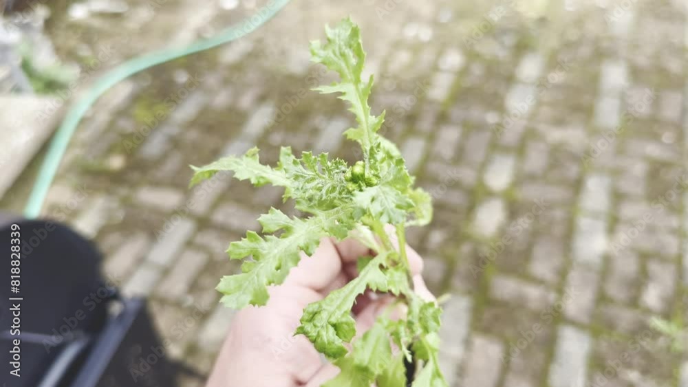 Hand Holding Common Groundsel (Senecio vulgaris) with Root System and ...