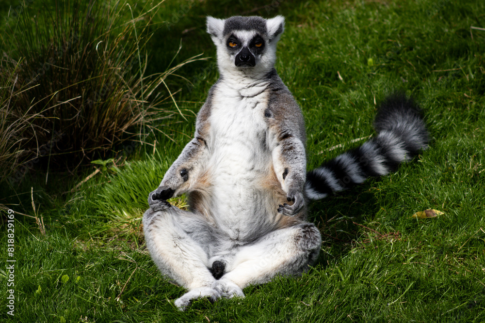 Fototapeta premium A lemur sitting upright on grass, with a striped tail curled beside it and a relaxed posture. The background includes some foliage and grass, giving a natural and serene setting.