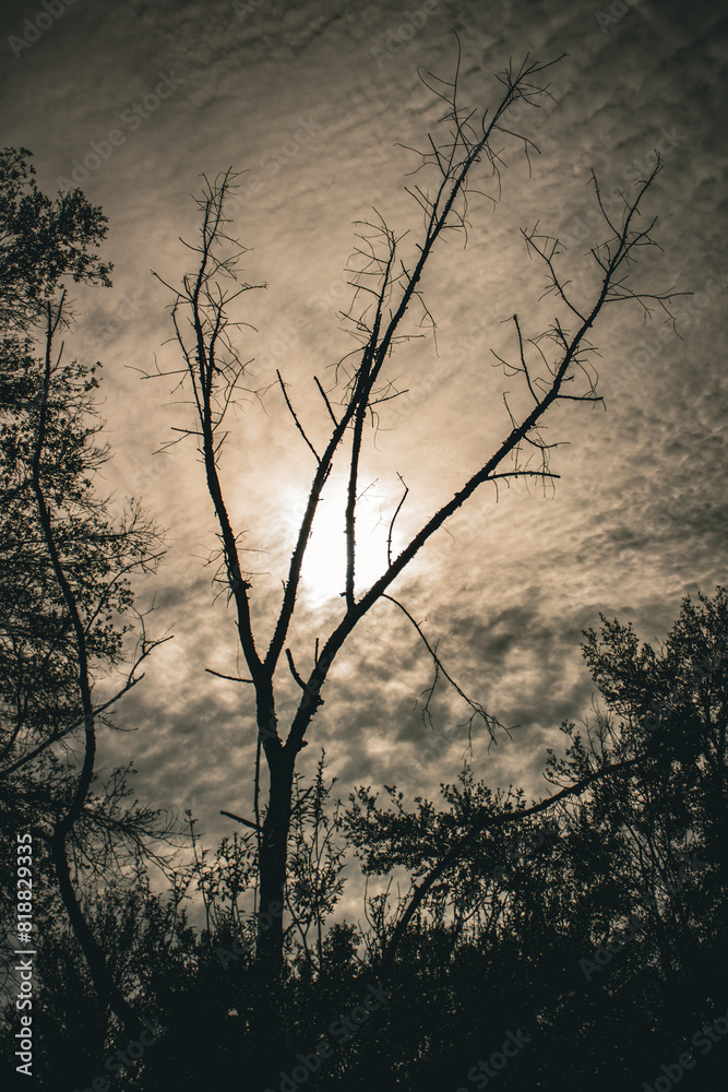 Obraz premium The photo depicts a silhouette of a leafless tree against a cloudy sky with the sun behind the clouds, creating an eerie and atmospheric scene.