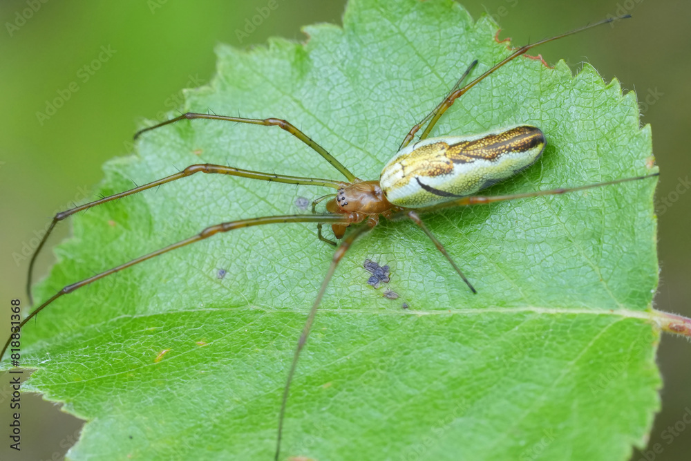 Closeup on a European long-jawed orb-weaver spider, Tetragnatha, laying on a green leaf Closeup on a European long-jawed orb-weaver spider, Tetragnatha, laying on a green leaf