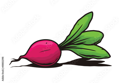 Red radish vegetable vector drawing
