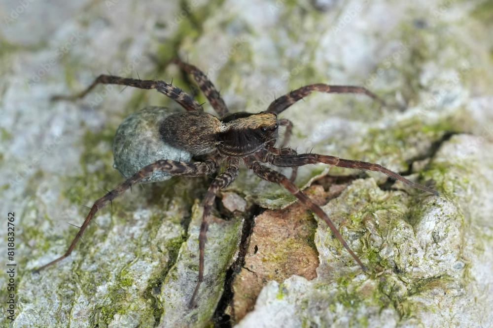 Closeup on a European wolf spider, Pardosa species, carrying it's eggsac Closeup on a European wolf spider, Pardosa species, carrying it's eggsac
