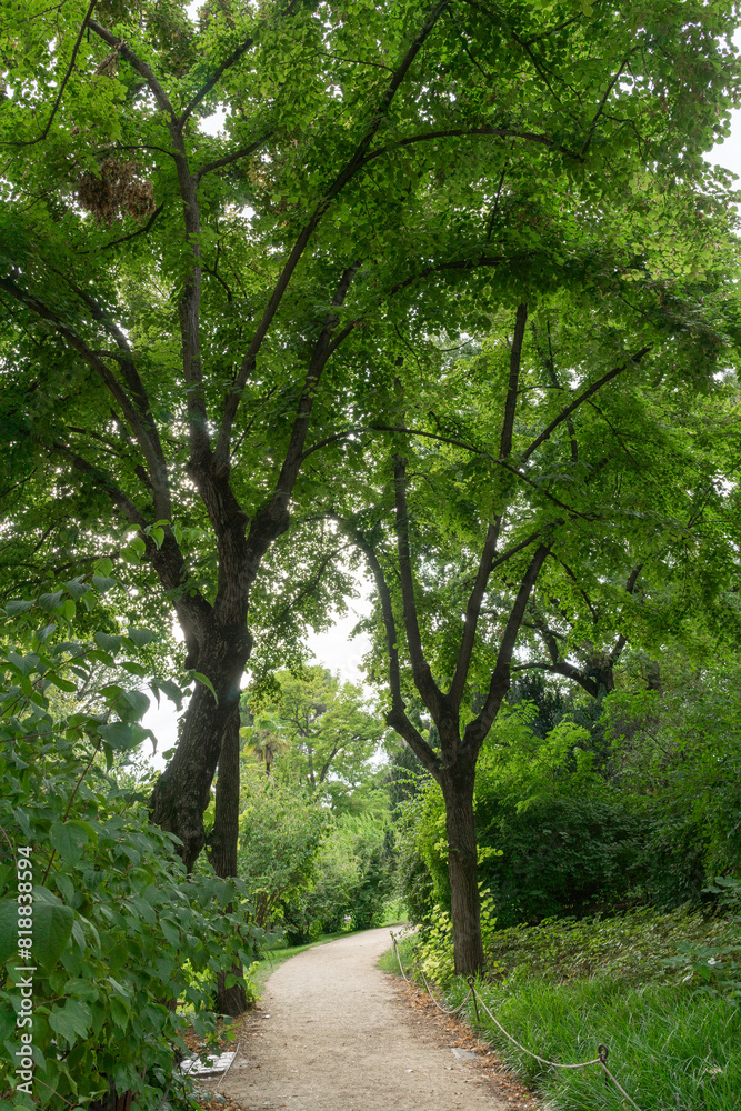 Dirt road surrounded by lush, dense, dark green trees in a park in Madrid city. Dirt road surrounded by lush, dense, dark green trees in a park in Madrid city.