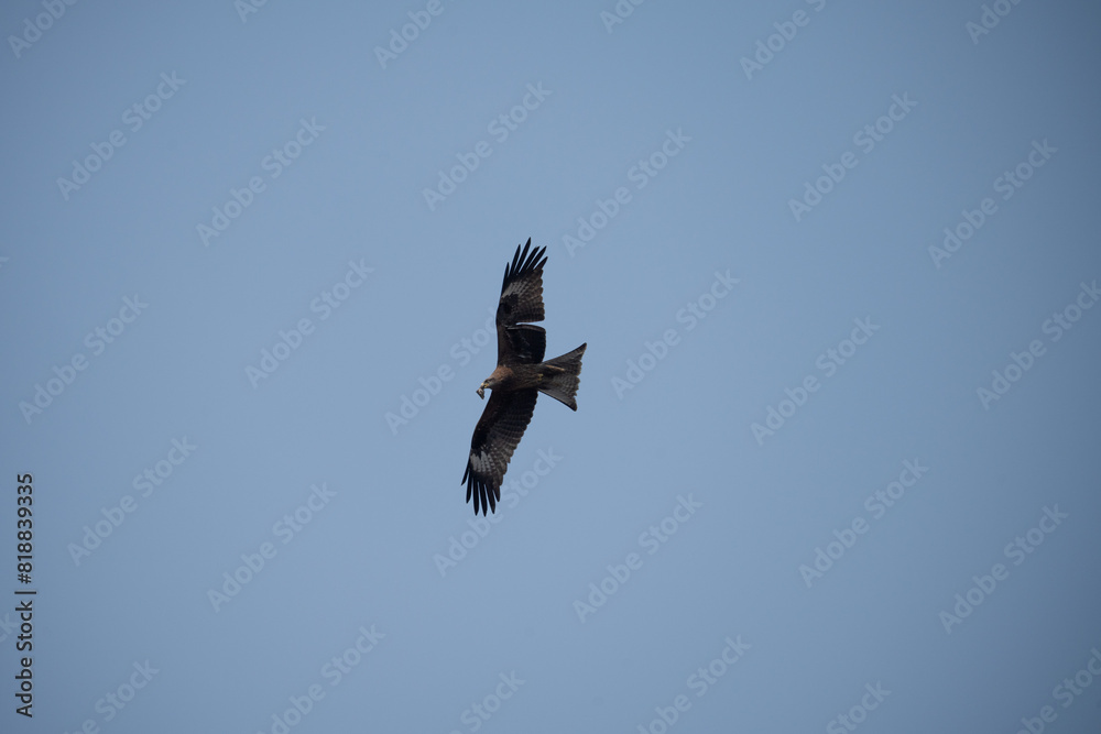 Bird is soaring in the air, looking up at the sky Bird is soaring in the air, looking up at the sky