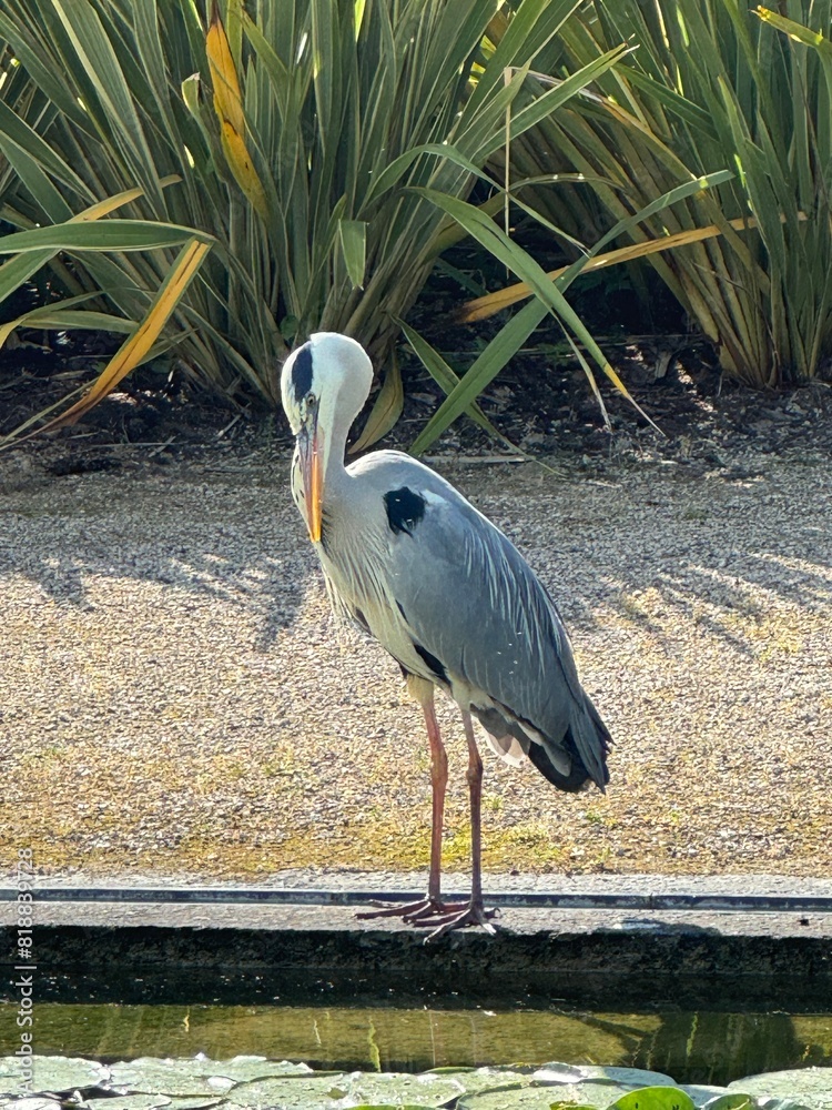 Fototapeta premium heron