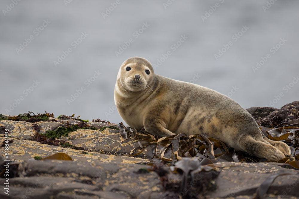 Fototapeta premium Grey Seal Pup on the coastal shore Isle of Skye Scotland European Wildlife Comical playful common seal (Phoca vitulina) pup lying on front on beach looking at camera