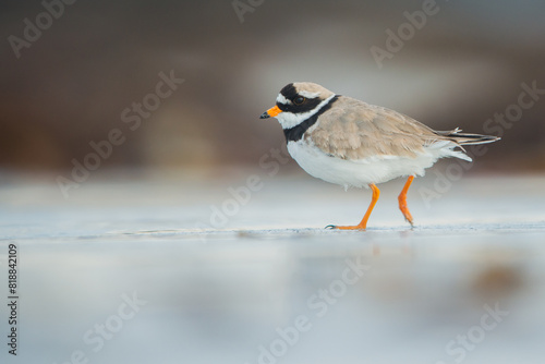 Tableau sur toile Ringed Plover (Charadrius hiaticula)