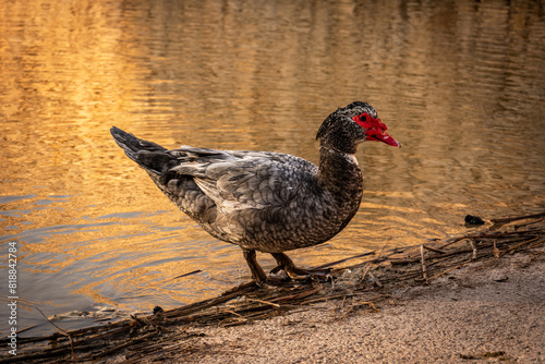 a goose stands at the edge of the water, with a red bill in his photo