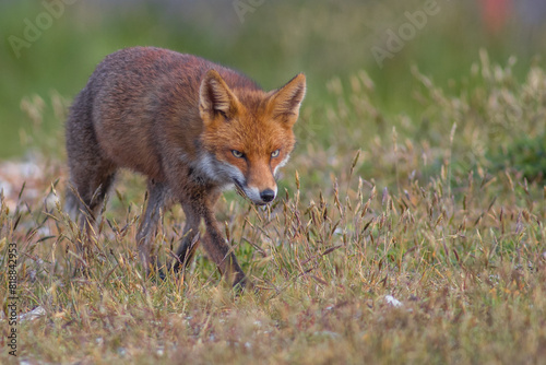 Close up of a Red fox standing in green grass