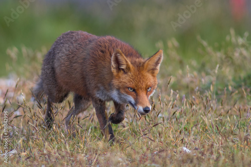 Close up of a Red fox standing in green grass © JTP Photography