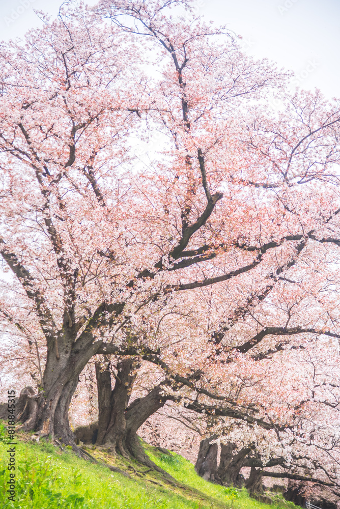 Sakura blooming trees are adorned with delicate white and pink flowers Sakura blooming trees are adorned with delicate white and pink flowers
