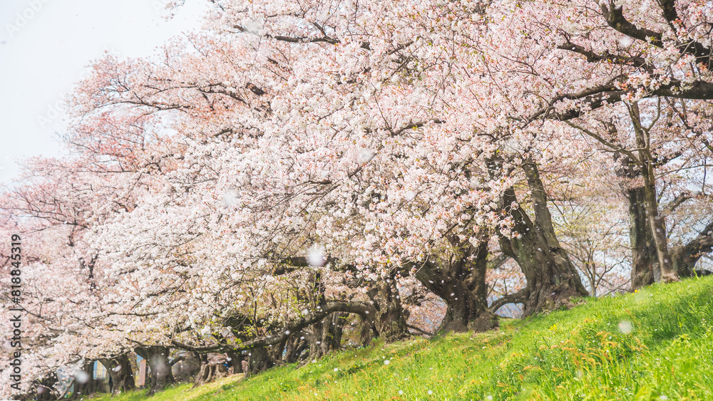 Sakura blooming trees are adorned with delicate white and pink flowers Sakura blooming trees are adorned with delicate white and pink flowers