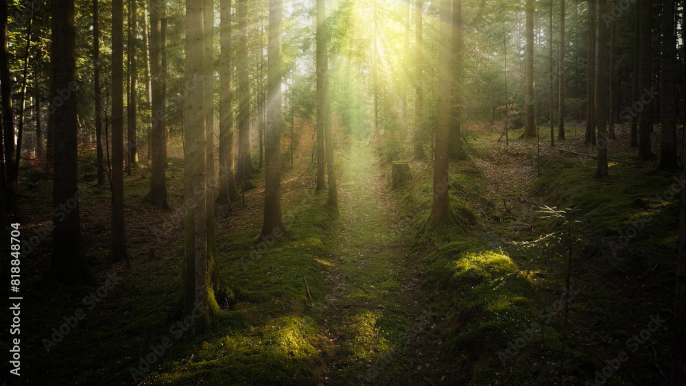 Magical sun beams in the forest with a woodland path.	
